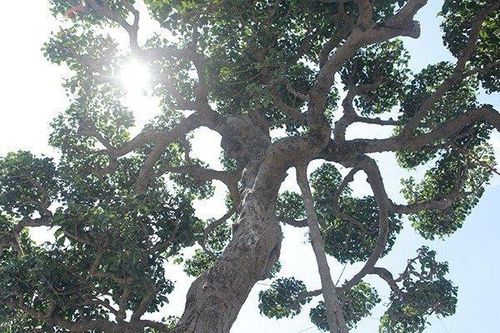 Bán thóc mua cây sanh 'xấu xí', lão nông 'hô biến' thành tác phẩm tiền tỷ