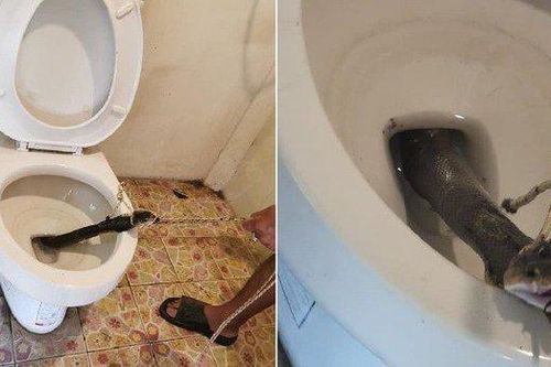 Phong tỏa bồn cầu vì rắn hổ mang cực độc 'định cư'