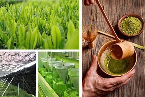 Bột trà xanh có khả năng chống và điều trị ung thư hiệu quả