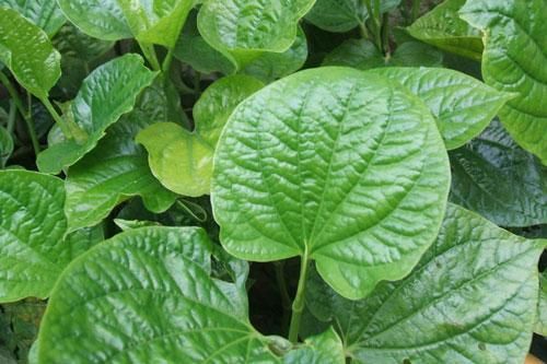Đừng phí tiền mua thuốc tây khi bị bệnh này hãy dùng ngay nắm lá lốt là khỏi