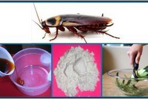 Tuyệt chiêu diệt gián, đuổi gián đơn giản nhất và hiệu quả tức thì