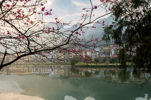 Lên Sa Pa ngắm mai anh đào Nhật Bản đẹp tựa chốn Phù Tang