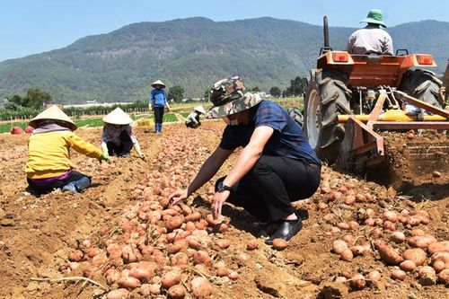 Đơn Dương: Đặt mục tiêu tăng trưởng khá
