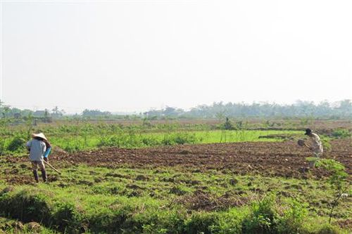 Hướng Hóa: Khôi phục hơn 245 ha ruộng lúa bị vùi lấp