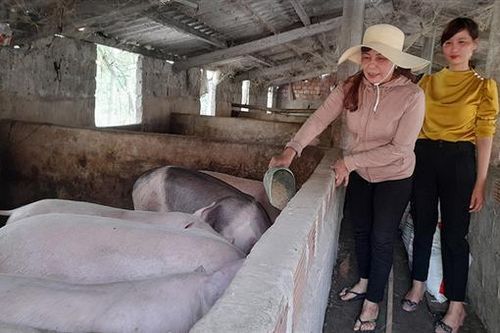 Mô hình kinh tế tổng hợp cho thu nhập gần 1 tỉ đồng mỗi năm