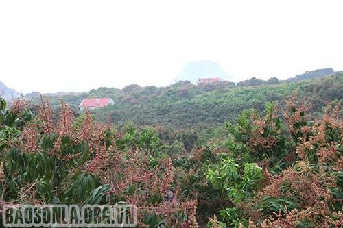 Xoài được mùa hoa và tin vui mùa quả