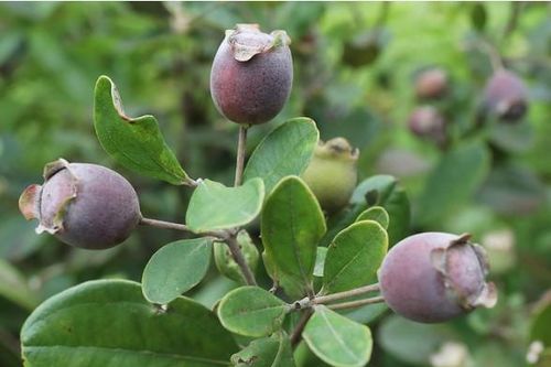 Ảnh hưởng của enzyme pectinase trong quá trình trích ly polyphenol và vitamin C từ quả sim