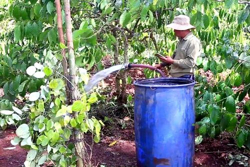 Rộn ràng mùa 'hoa nước' miền bazan