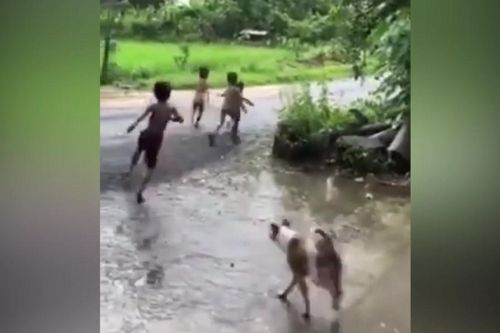 Clip: 4 cậu nhóc chạy tóe khói vì trêu chó