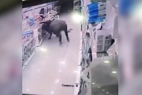 Trâu điên chạy vào siêu thị, húc văng người mua hàng