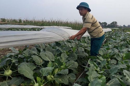 Giá rau xanh ở Hà Nội tăng trở lại