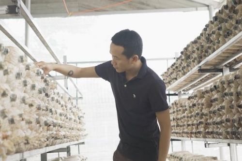 Hành trình phát triển chuỗi giá trị nấm linh chi Quảng Nam