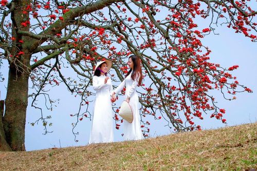 Mùa hoa gạo