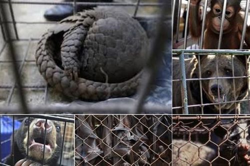Kiểm soát chặt việc gây nuôi động vật hoang dã
