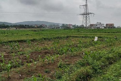 Hành rớt giá, dân không mặn mà thu hoạch