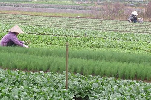 Người dân Thường Tín lạc quan bám ruộng trồng rau