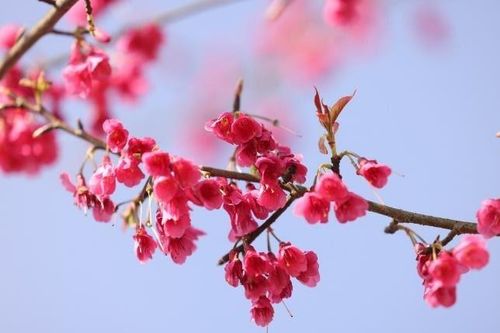 Cận cảnh anh đào Himalaya hoang dã đẹp mê mẩn ở Sun World Fansipan Legend
