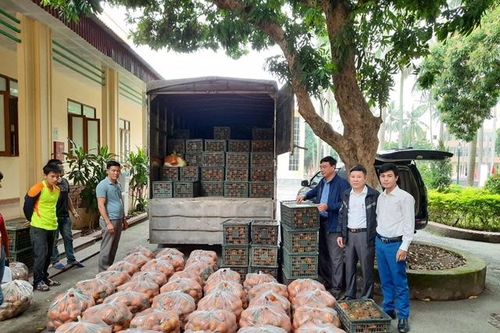 Hội Nông dân Hà Nội hỗ trợ nông dân Hà Giang tiêu thụ hơn 30 tấn cam sành