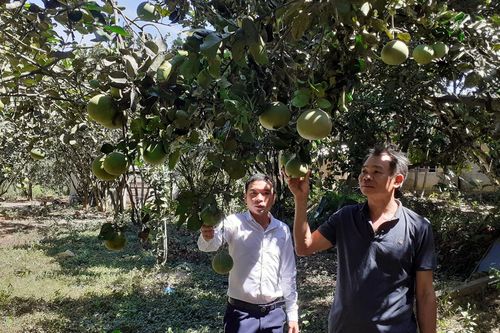 Sớm gỡ khó cho bưởi da xanh dưới chân núi Bà Nà