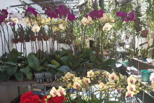 Bà chủ hoa lan Kim Thành: Từ bà nội trợ thành đại gia trồng lan đột biến