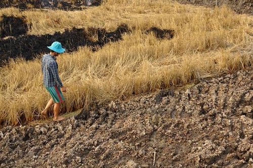 Cà Mau: Bài toán giữ đất, giữ nước, giữ người trước biến đổi khí hậu
