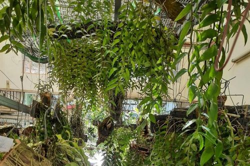 Hoa lan Kim Thành: Vườn lan của mẹ bỉm sữa đam mê lan