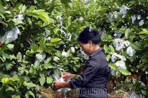 Chuyển đổi cây trồng trên đất kém hiệu quả