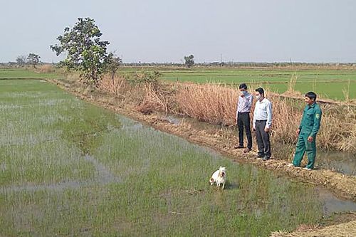 Trù phú làng Ring