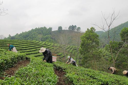 Sơn Dương được mùa, được giá vụ chè xuân