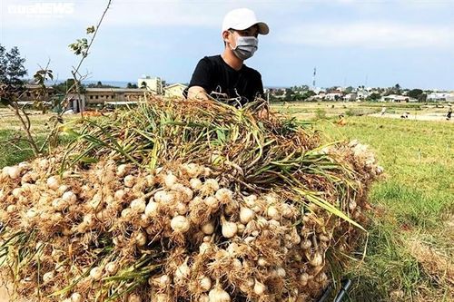Ngăn chặn việc vận chuyển tỏi từ nơi khác về đảo Lý Sơn