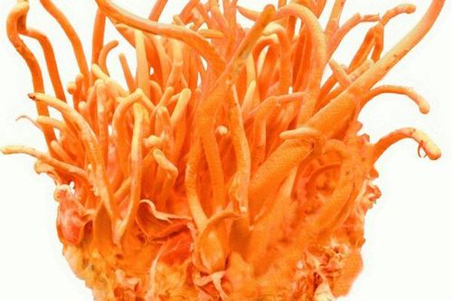 Dược thiện hỗ trợ điều trị suy giảm nội tiết tố ở nam giới