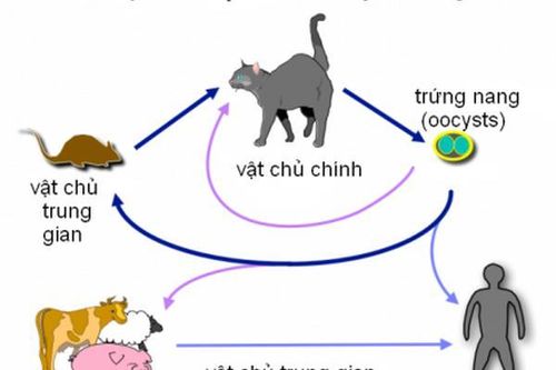 Bà bầu cảnh giác với ký sinh trùng Toxoplasma