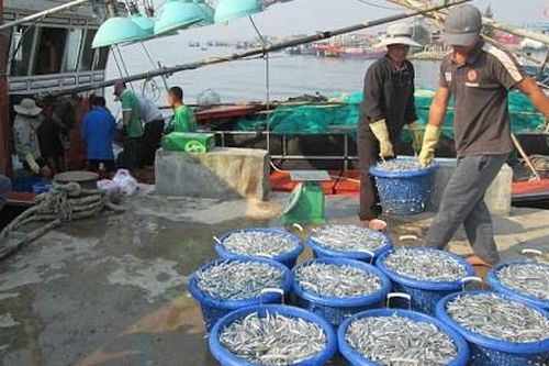 Mùa cá cơm ở Quảng Trị