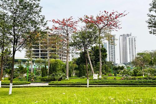 Hoa gạo nở đỏ rực trong công viên Hòa Bình