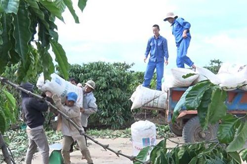 Sản xuất cà-phê theo hướng công nghiệp