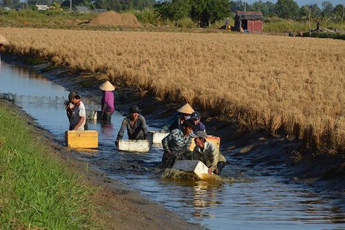 Bộ ba chính sách phát triển đồng bằng sông Cửu Long