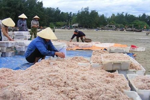 Tép biển dân dã mùa Giêng hai