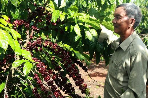 Cà phê Tây Nguyên 'cung' đã vượt 'cầu'?