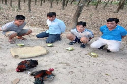 Đồng Nai: Triệt phá 'trường gà' trong lô cao su