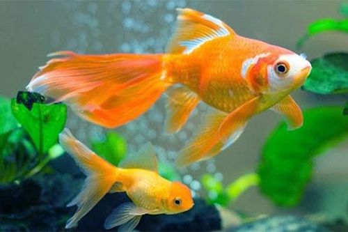 Kể cả không muốn nuôi nữa thì cũng đừng thả cá vàng xuống sông hồ hay bồn cầu nhà bạn