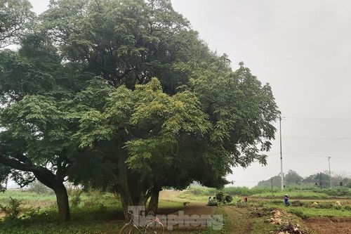 Ngắm rặng duối cổ hơn ngàn năm tuổi tương truyền để buộc voi, ngựa chiến của vua Ngô Quyền