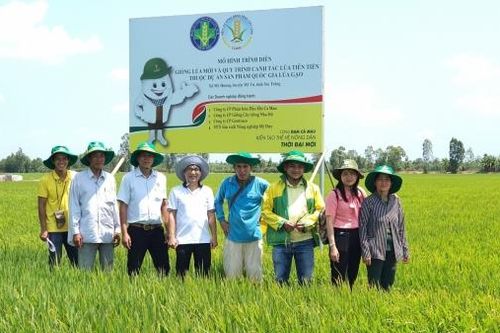 Hành trình 10 năm Phân bón Cà Mau: Bạn của nhà nông, bạn của cánh đồng!