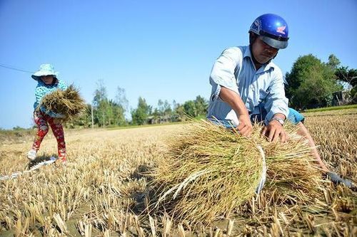 GS Võ Tòng Xuân: Nghị quyết 120 tháo 'vòng kim cô' cho người nông dân