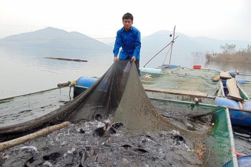 Nghệ An: Làm giàu từ nuôi cá lồng ở lòng hồ thủy điện