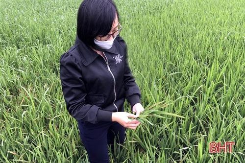 Thời tiết 'ẩm ương', Sở NN&PTNT Hà Tĩnh 'khuyên' gì để phòng trừ dịch hại cây trồng?