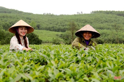 'Cẩm nang bỏ túi' giúp bạn trải nghiệm đồi chè đẹp nhất phía Nam Hà Tĩnh