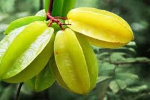 Lợi ích tuyệt vời, dồi dào dinh dưỡng cho cơ thể lại đẹp da từ quả khế mà không ai ngờ tới