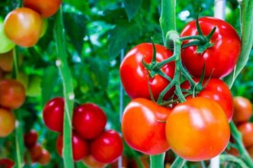 Cà chua: 'Thần dược' dành cho da nhờn và mụn trứng cá