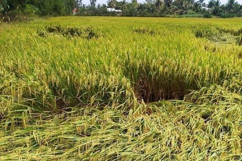 Giá lúa gạo hôm nay 13/3: Giá gạo nhích nhẹ, giá xuất khẩu bật tăng