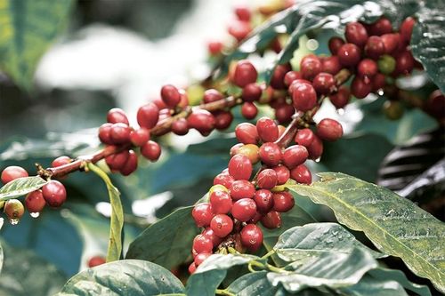 Giá cà phê hôm nay 13/3: Arabica tiếp tục tăng, trong nước giảm nhẹ